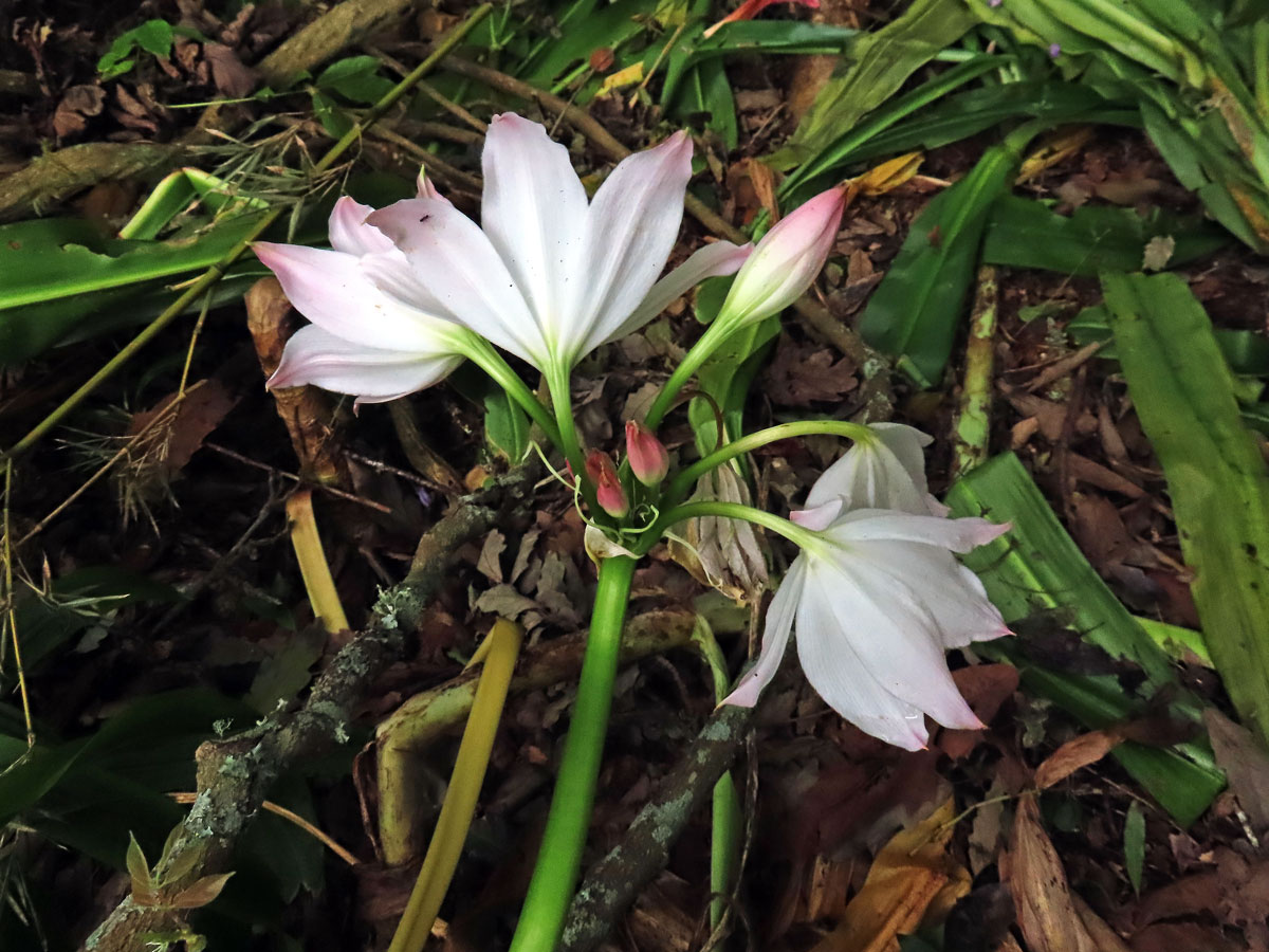 Křín (Crinum moorei Hook. f.)