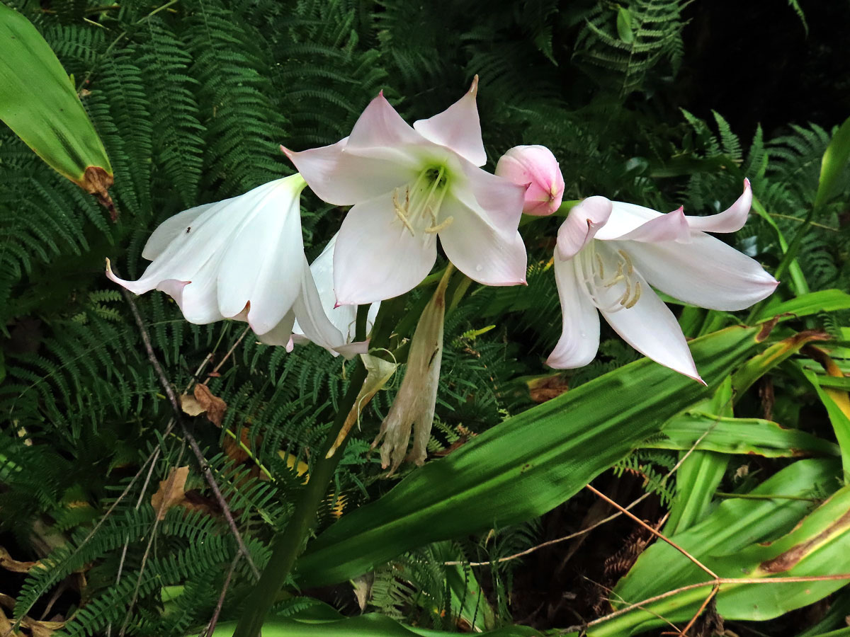 Křín (Crinum moorei Hook. f.)