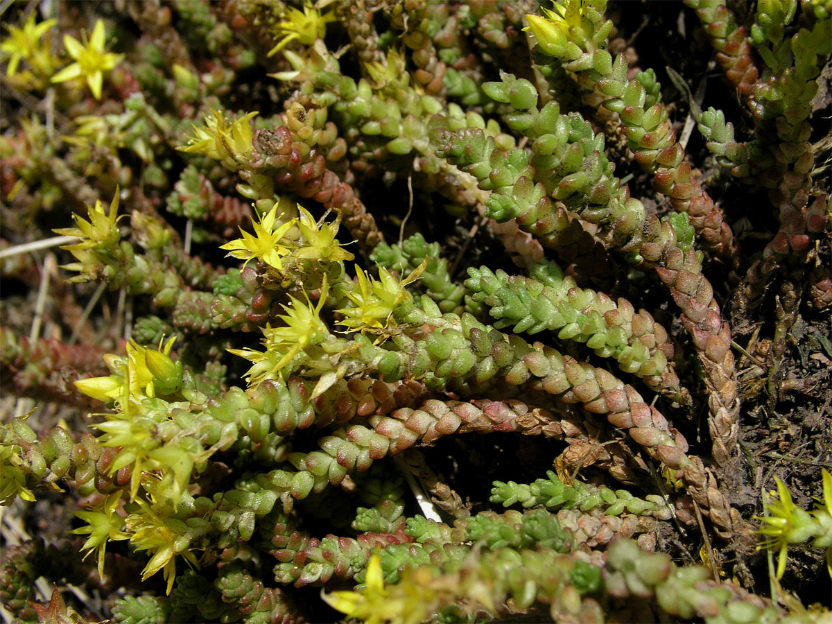 Rozchodník šestiřadý (Sedum sexangulare L.)