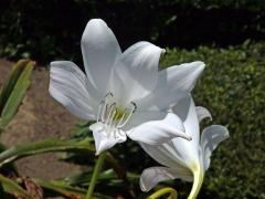 Křín (Crinum moorei Hook. f.)