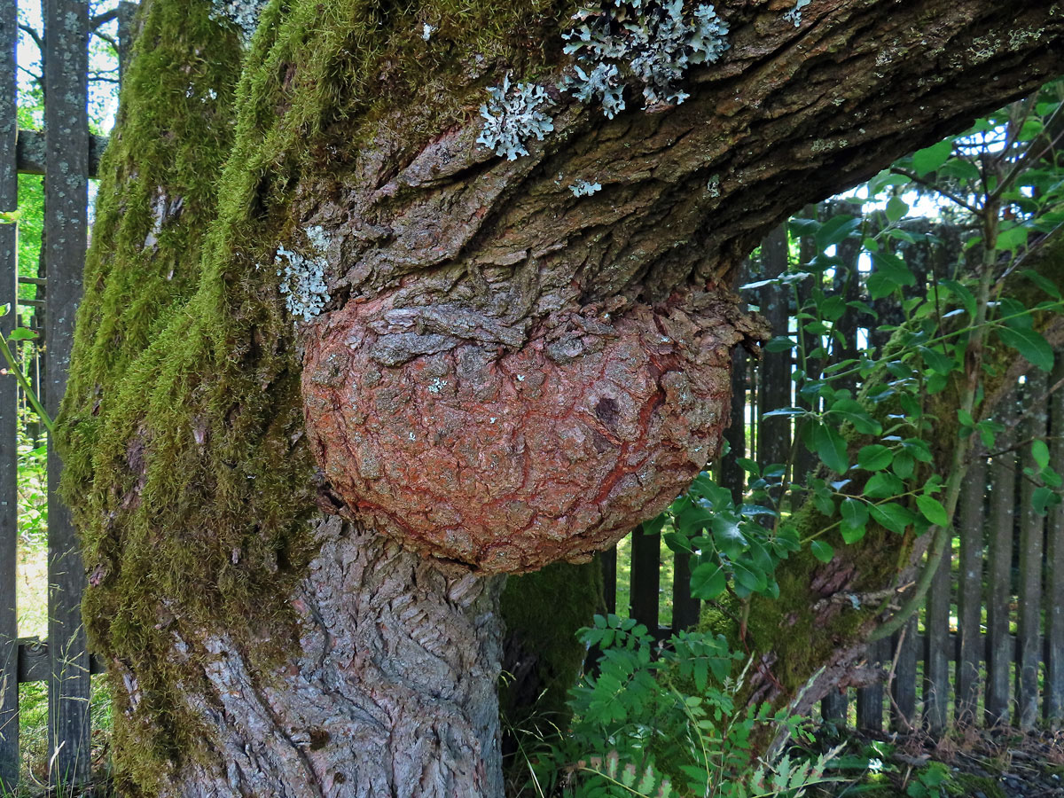 Nádor na vrbě jívě (Salix caprea L.) (6c)