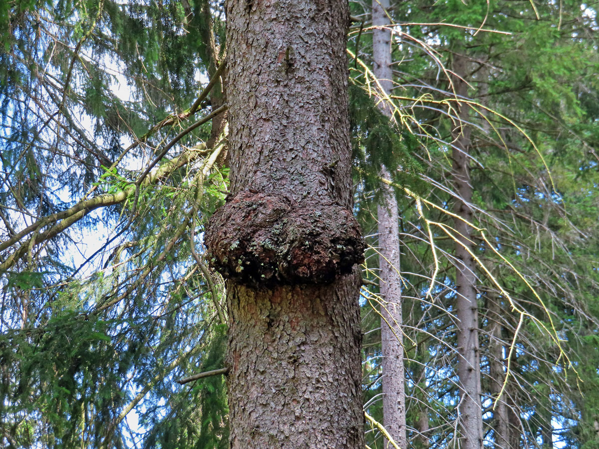 Smrk ztepilý (Picea abies (L.) Karsten) (37) s nádorem na kmeni