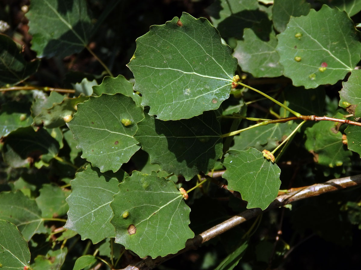 Hálky vlnovníka různotečného Eriophyes diversipunctatus, topol osika