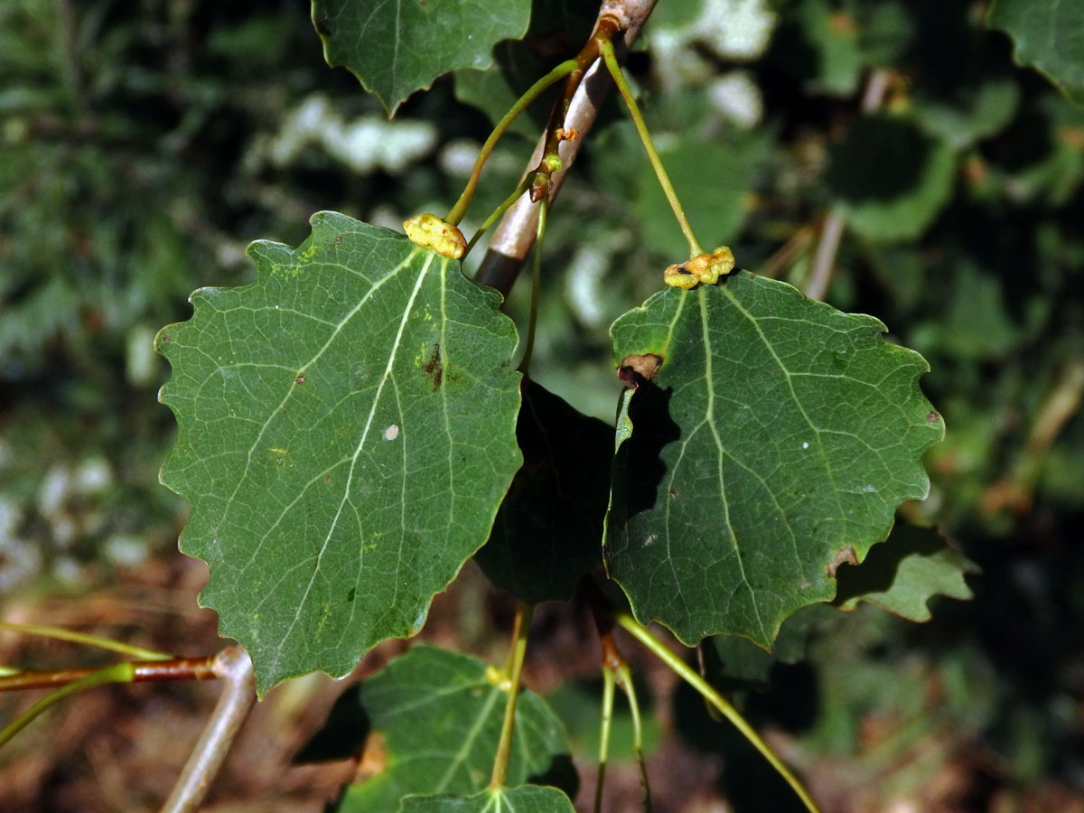 Hálky vlnovníka různotečného Eriophyes diversipunctatus, topol osika