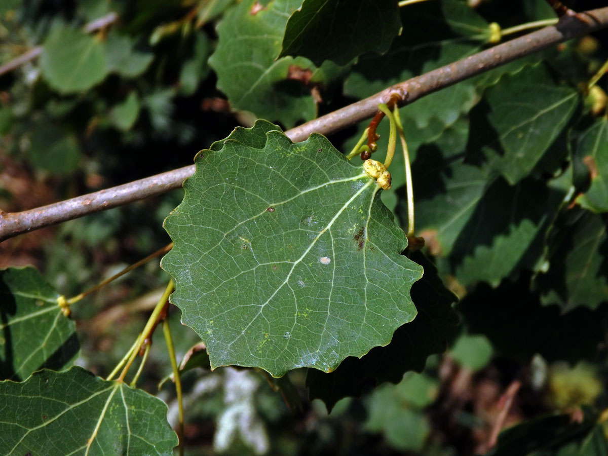 Hálky vlnovníka různotečného Eriophyes diversipunctatus, topol osika