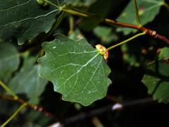 Hálky vlnovníka různotečného Eriophyes diversipunctatus, topol osika