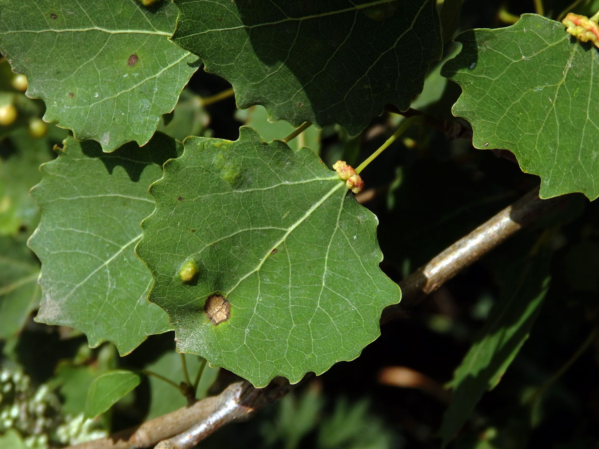 Hálky vlnovníka různotečného Eriophyes diversipunctatus, topol osika