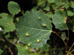 Hálky vlnovníka topololistého (Phyllocoptes populi), topol osika