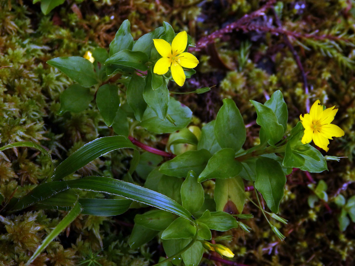 Vrbina azorská (Lysimachia azorica Hornem. ex Hook.)