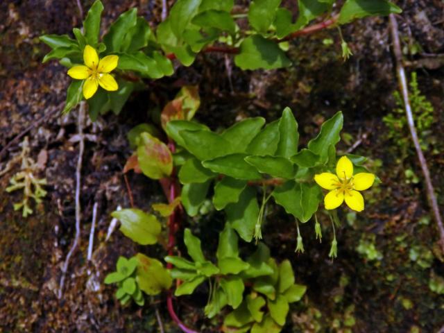 Vrbina azorská (Lysimachia azorica Hornem. ex Hook.)