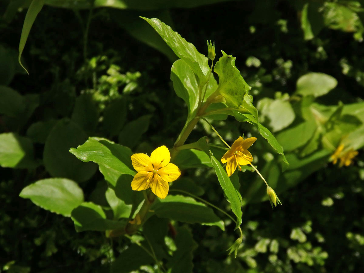 Vrbina azorská (Lysimachia azorica Hornem. ex Hook.)