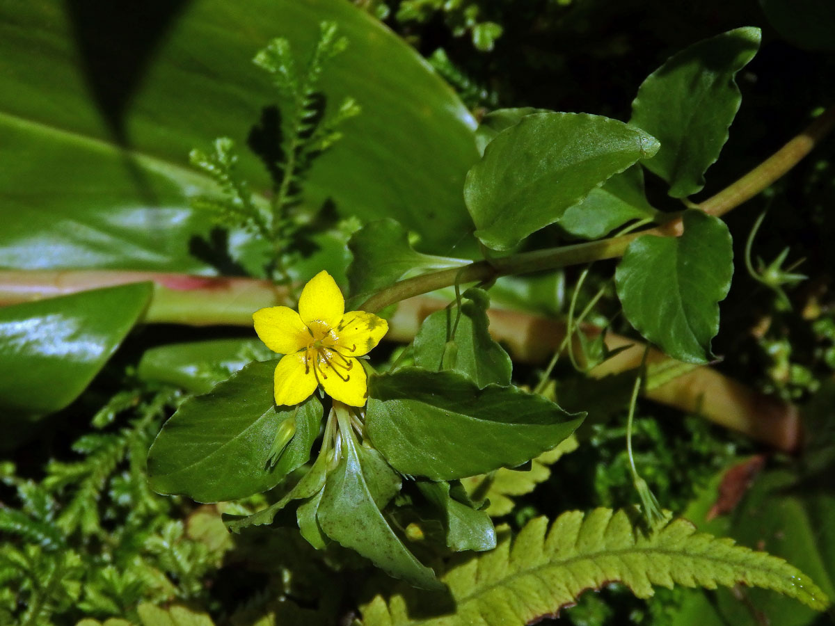 Vrbina azorská (Lysimachia azorica Hornem. ex Hook.)