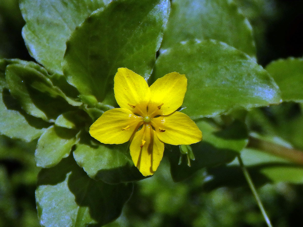 Vrbina azorská (Lysimachia azorica Hornem. ex Hook.)