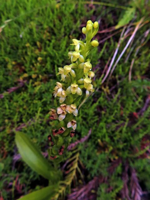 Vemeník (Platanthera pollostantha R. M. Bateman & M. Moura)