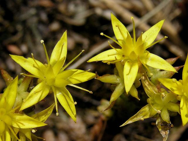 Rozchodník šestiřadý (Sedum sexangulare L.)