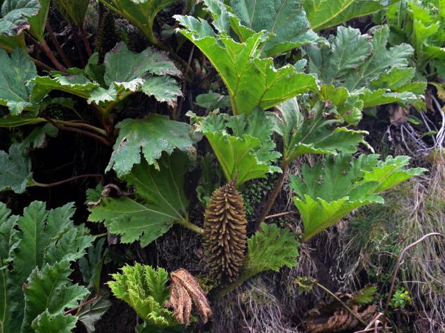 Gunnera tinctoria (Molina) Mirb.