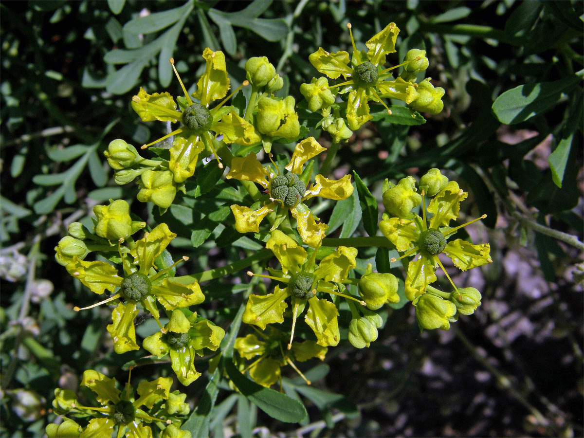 Routa vonná (Ruta graveolens L.)