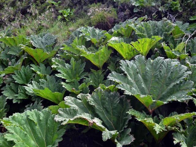 Gunnera tinctoria (Molina) Mirb.