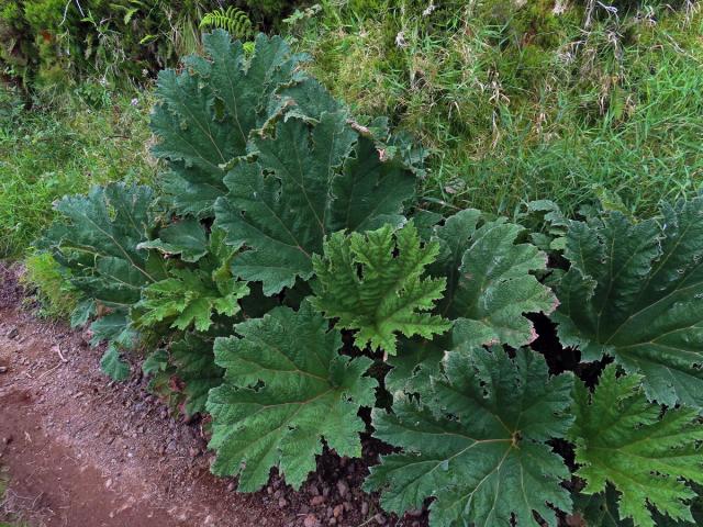 Gunnera tinctoria (Molina) Mirb.