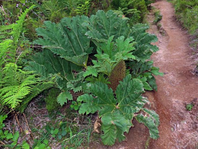 Gunnera tinctoria (Molina) Mirb.