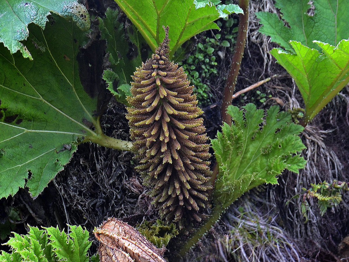 Gunnera tinctoria (Molina) Mirb.