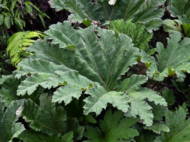 Gunnera tinctoria (Molina) Mirb.