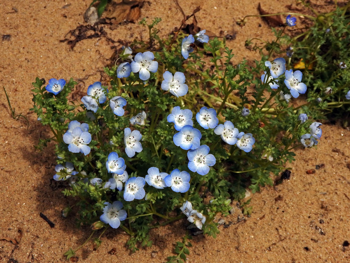 Hajnička Menziesova (Nemophila menziesii Hook. et Arn.)