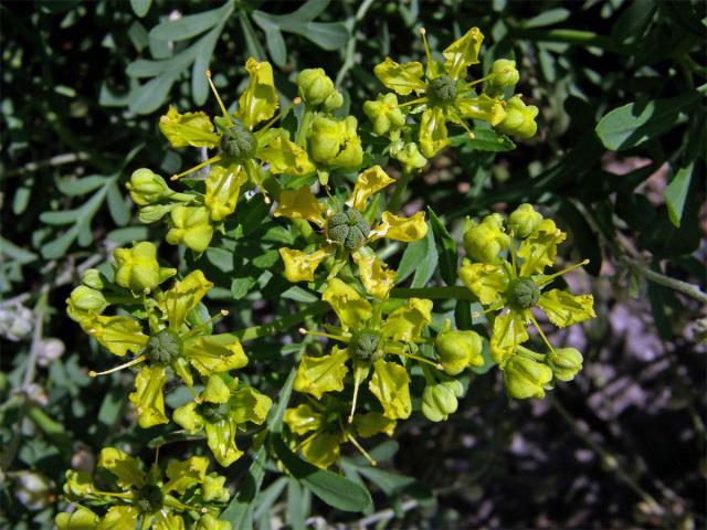 Routa vonná (Ruta graveolens L.)