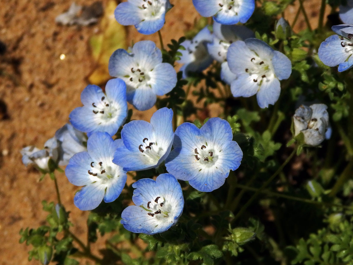 Hajnička Menziesova (Nemophila menziesii Hook. et Arn.)