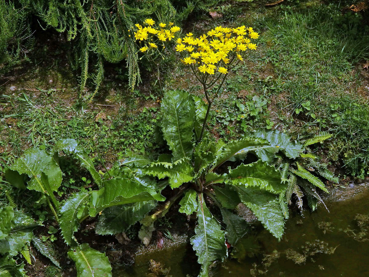 Máchelka (Leontodon rigens (Aiton) Paiva et Ormonde)