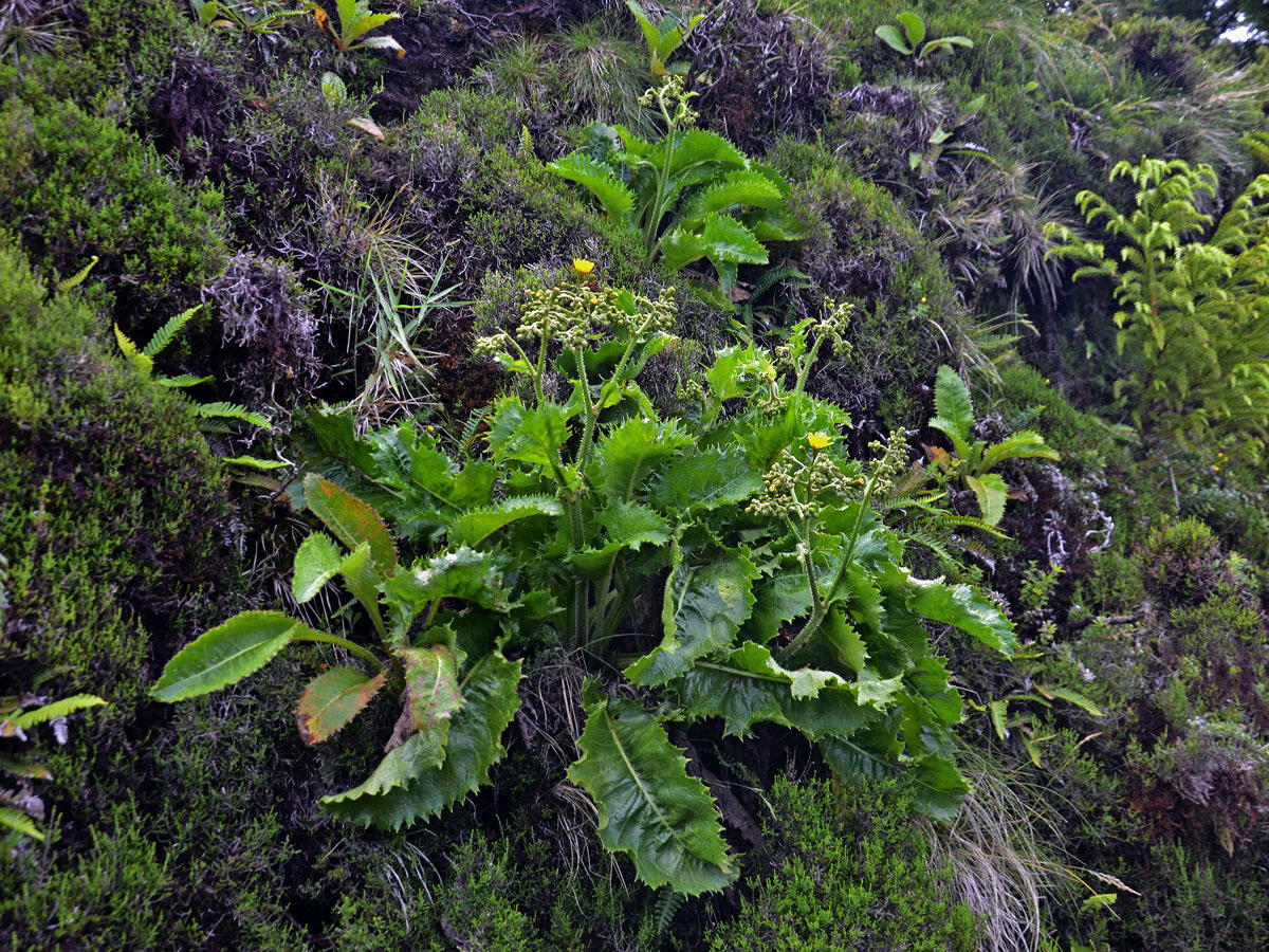 Máchelka (Leontodon rigens (Aiton) Paiva et Ormonde)