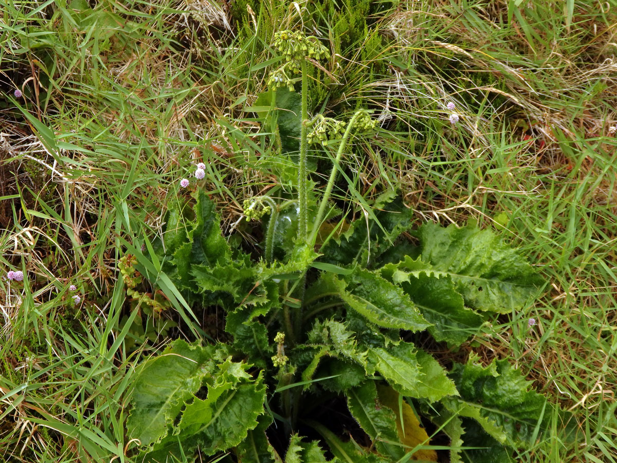 Máchelka (Leontodon rigens (Aiton) Paiva et Ormonde)