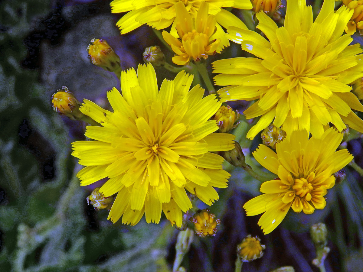 Máchelka (Leontodon rigens (Aiton) Paiva et Ormonde)