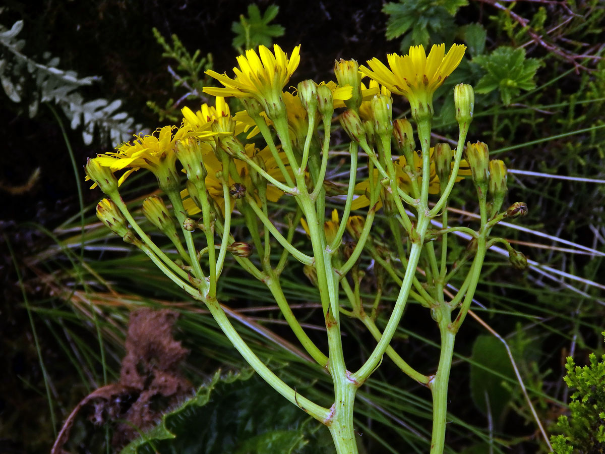 Máchelka (Leontodon rigens (Aiton) Paiva et Ormonde)