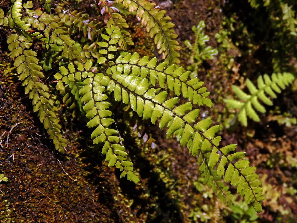 Netík (Adiantum hispidulum Sw.)