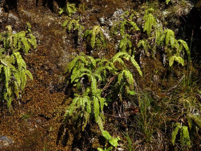 Netík (Adiantum hispidulum Sw.)