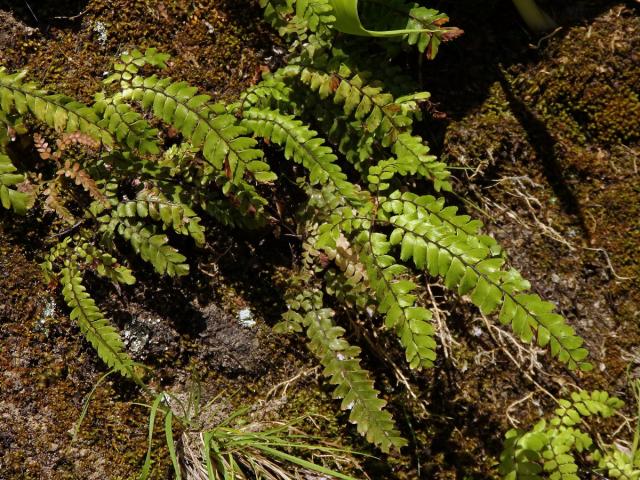 Netík (Adiantum hispidulum Sw.)