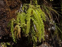 Netík (Adiantum hispidulum Sw.)