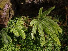 Netík (Adiantum hispidulum Sw.)