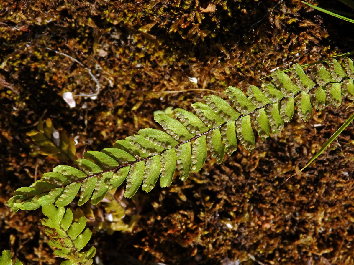 Netík (Adiantum hispidulum Sw.)