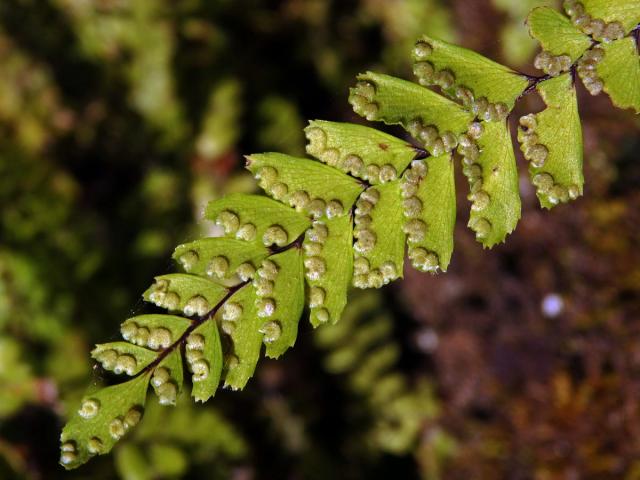 Netík (Adiantum hispidulum Sw.)