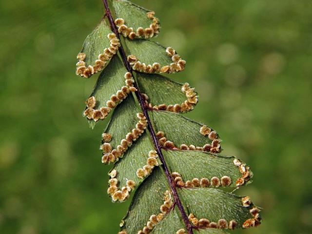 Netík (Adiantum hispidulum Sw.)