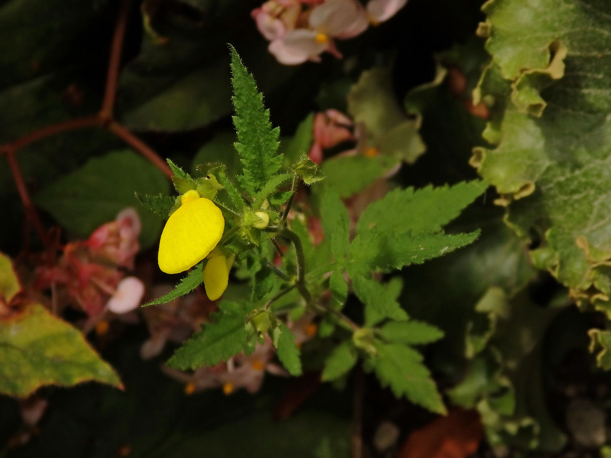 Pantoflíček (Calceolaria tripartita Ruiz & Pavón)