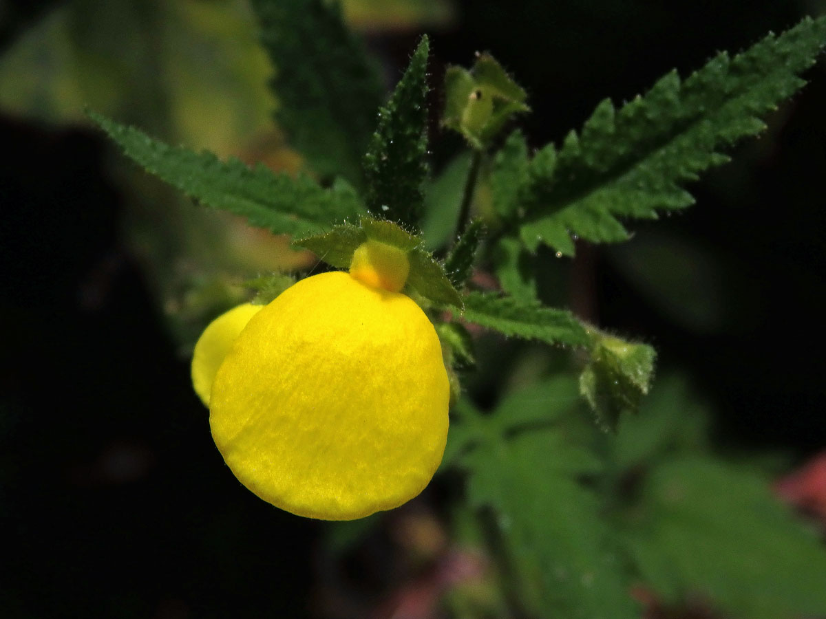 Pantoflíček (Calceolaria tripartita Ruiz & Pavón)