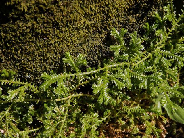 Vraneček Kraussův (Selaginella kraussiana (Kunze) A. Braun)