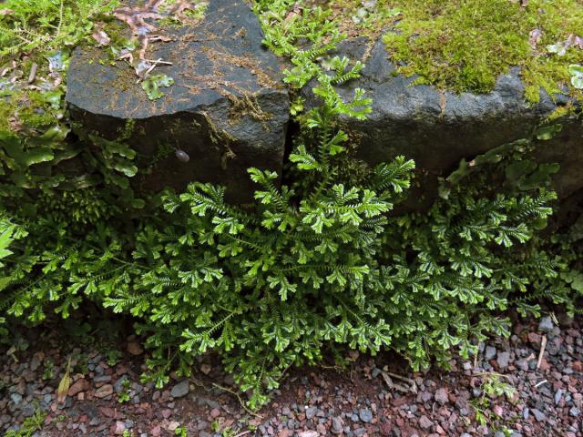 Vraneček Kraussův (Selaginella kraussiana (Kunze) A. Braun)