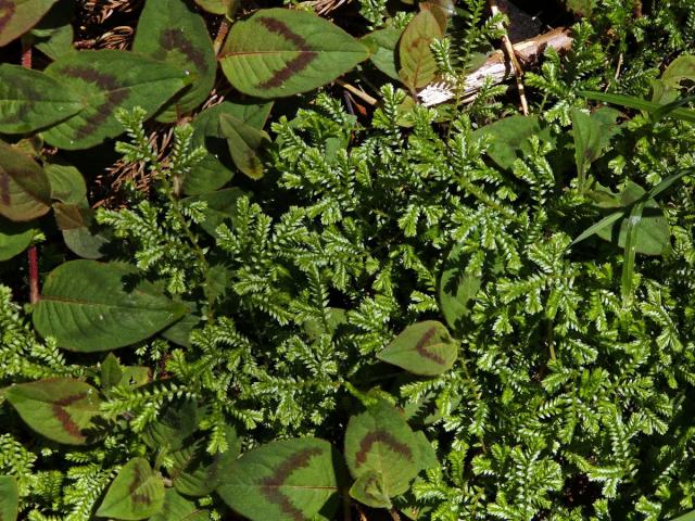 Vraneček Kraussův (Selaginella kraussiana (Kunze) A. Braun)