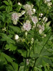 Jarmanka větší (Astrantia major L.)