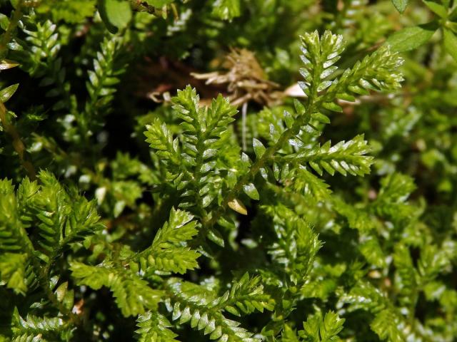 Vraneček Kraussův (Selaginella kraussiana (Kunze) A. Braun)