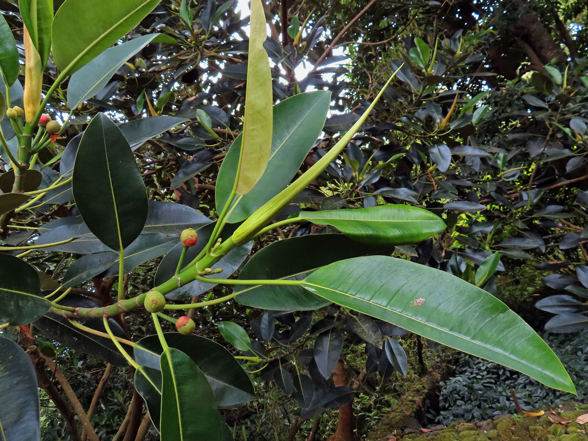 Fíkovník velkolistý (Ficus macrophylla Hort. Berol. ex Kunth & Bouche)